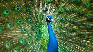 the peacock's wings are very impressive to the eye