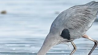Bird and fishing