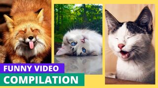 Crazy and funny cats Compilation