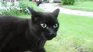 Funniest cat 7