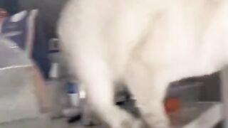 naughty cat
