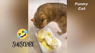 Funny cat gemoy #funnyanimals