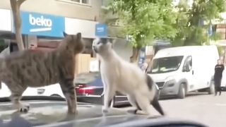 Cats who like to fight