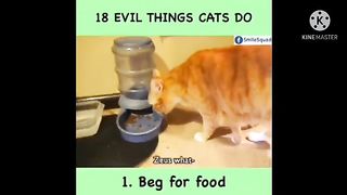 18 Hal Jelek Yang Kucing Lakukan