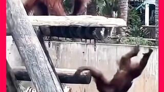 Animals fight watch video