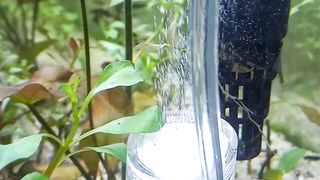 My DIY CO2 for Aquascape