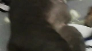 Funny Pet 2