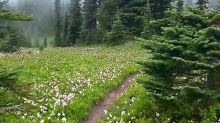 Divine forest