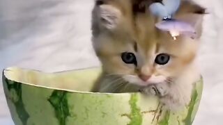 Anak kucing lucu 2