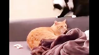 Funny Animal videos 2
