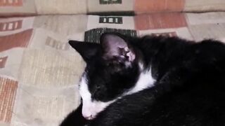 5 Sleeping cat signs