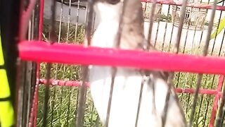 Animal lovers 13