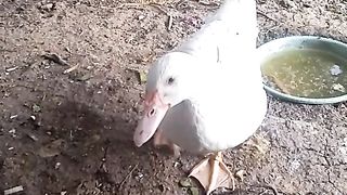 Animal lovers 14