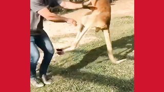 Loin fight ????