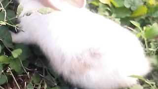 Animal lovers 16