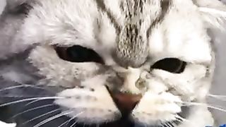 TOP CATS VIDEOS COMPILATION