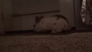 Funniest Rabbit Videos Weekly Compilation 2018 | Funny Pet Videos