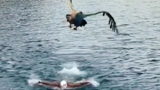 People Almost Attack By Bald Eagle