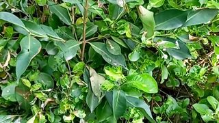 Nature of Soul | Calming | meditation | Relaxing view | Nature Video | #short#shortviral
