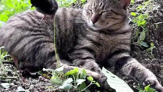 Baby sister kucing