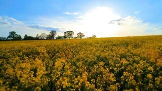 Most Beautiful Flowers Collection in ULTRA HD | Stunning Flowers in World | Beautiful Place