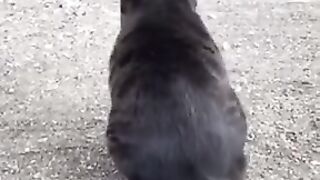 FUNNY CATS VIDEOS 2