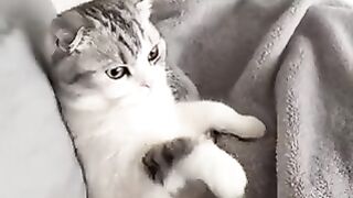 A cat imitating its owner