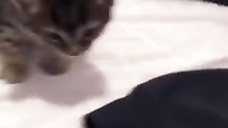 Cat appealing to be put down
