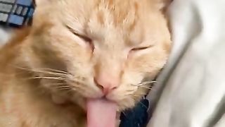 Funny animals compilation 6