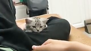 Jealous cat