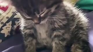 dozing cat