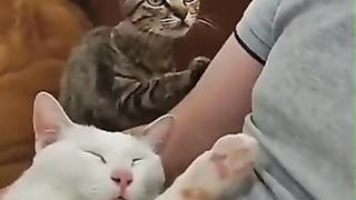 Cat asking me to do it too.