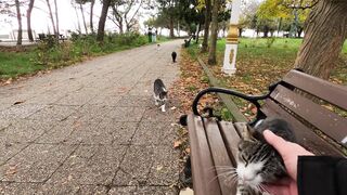 If you sit on cat island you'll be surrounded by cats really fast!