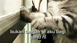 kucing lucu 6