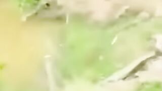 Cute and funny animals video compilation ???????????? part- 2