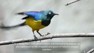 The Majestic World of Birds