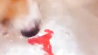 Funny Dogs 2