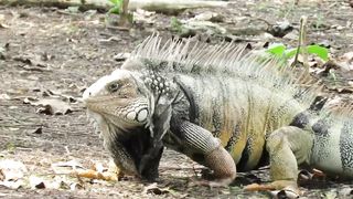 Giant Individual Iguana