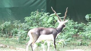 Cute Blackbuck and Friends