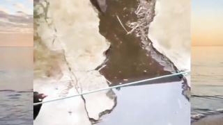 fierce fight between chickens and mice