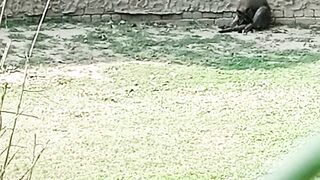 Lahore Zoo  Shorts
