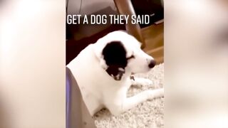New Funny Animals ???? Funniest Cats and Dogs Videos ???????? 10
