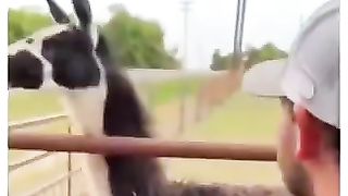 New animal voice VIDEO