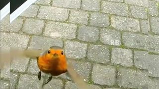 Beautiful Bird | Birds Feeds