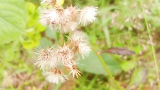 Videografi Makro "Bunga"