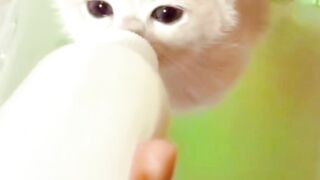 Kucing gemoy funny cat