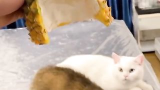 Great Animals