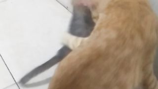 Animal lovers 19