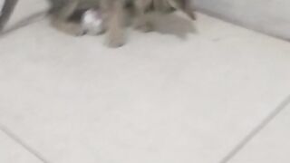 Animals lovers 3