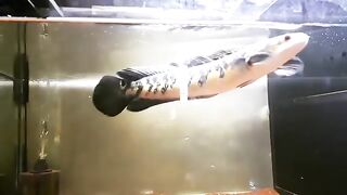 CHANNA MARU ORNAMENTAL FISH FROM INDONESIA
